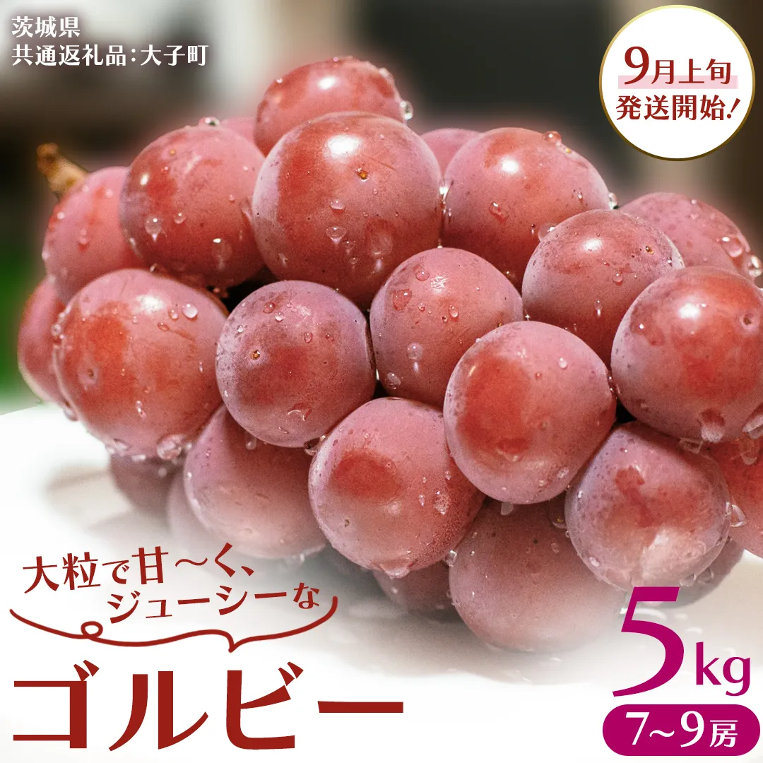 ゴルビー 5kg (7～9房)【2025年9月上旬発送開始】(茨城県共通返礼品：大子町) ぶどう ブドウ 葡萄 果物 フルーツ 果実 