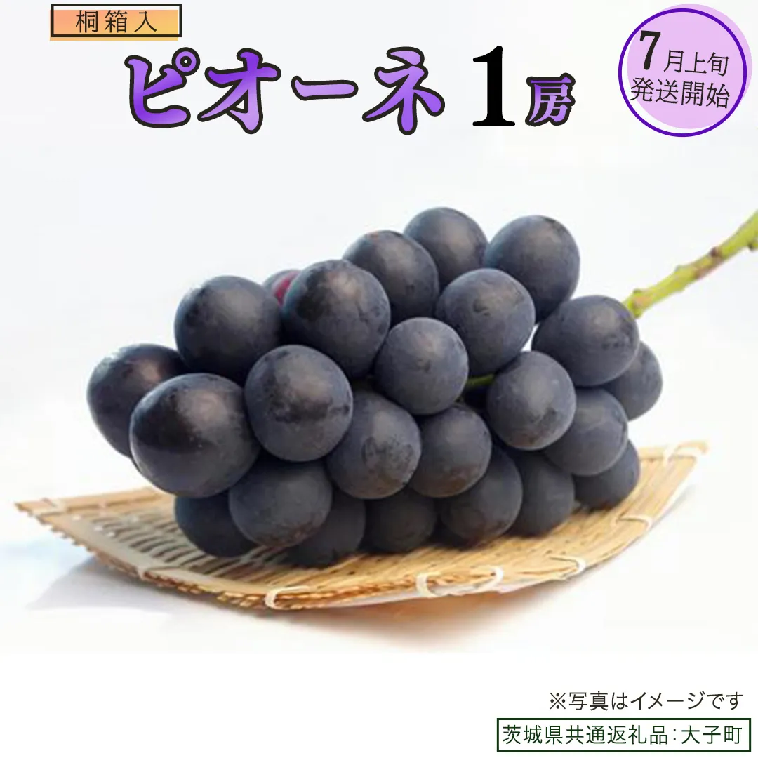 【桐箱入り】 ピオーネ １房【2026年7月上旬発送開始】(茨城県共通返礼品：大子町) ブドウ ぶどう 葡萄 ピオーネ 果物 フルーツ 果実 贈答用 贈り物 ギフト プレゼント