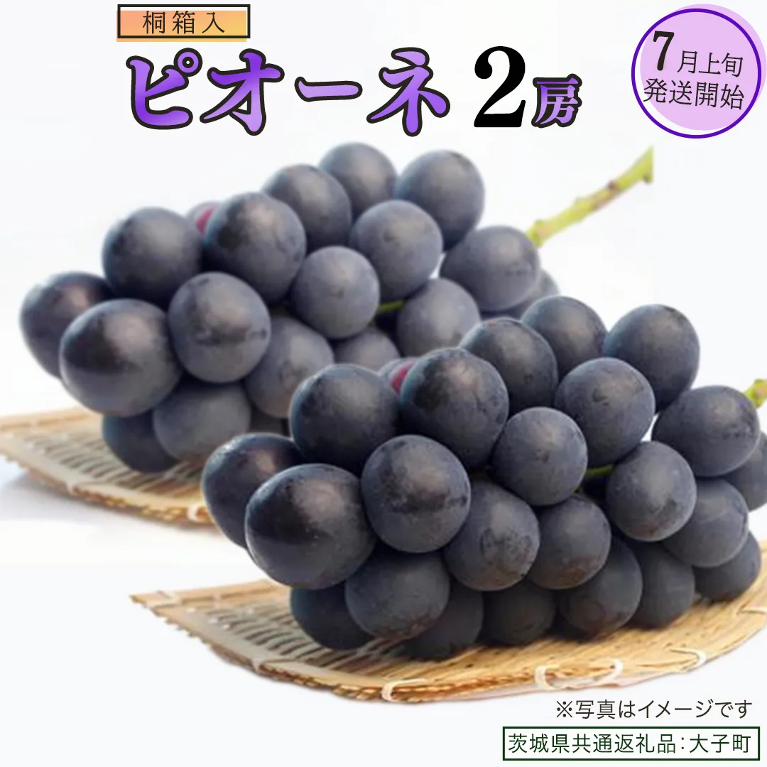 【桐箱入り】 ピオーネ ２房 【2026年7月上旬発送開始】(茨城県共通返礼品：大子町) ブドウ ぶどう 葡萄 ピオーネ 果物 フルーツ 果実 贈答用 贈り物 ギフト プレゼント