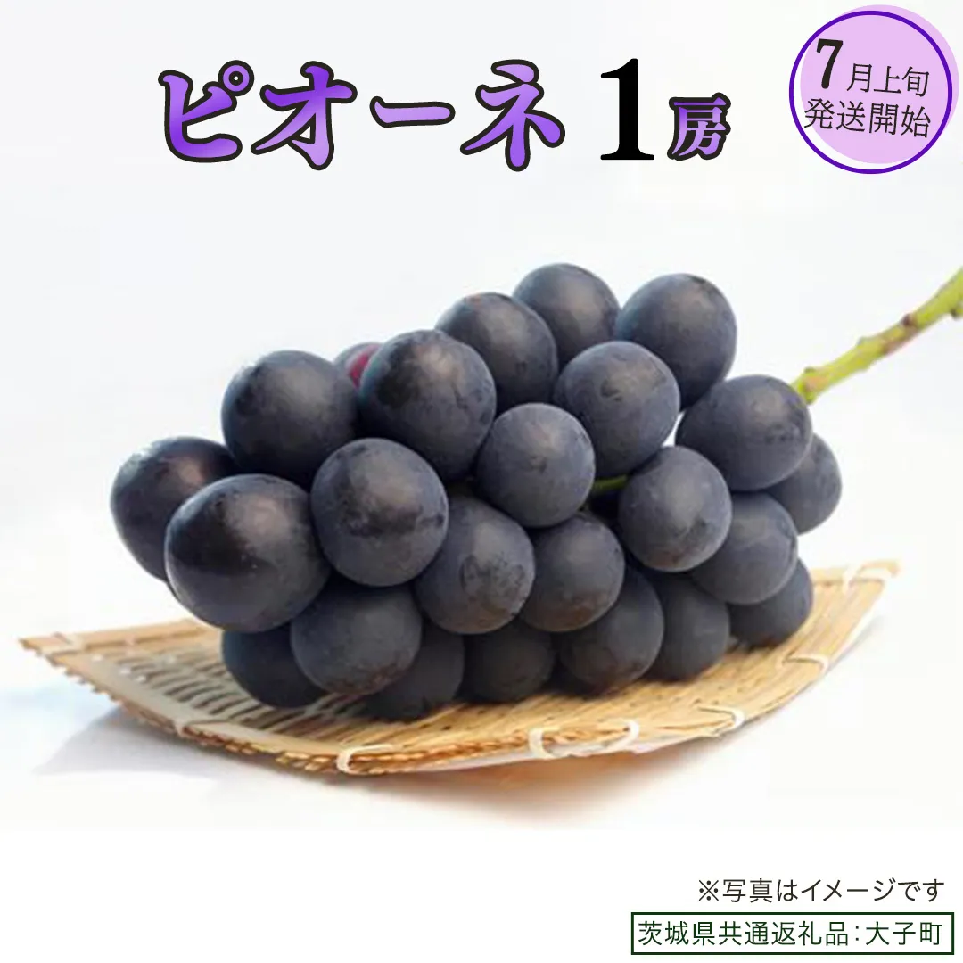 ピオーネ １房【2026年7月上旬発送開始】(茨城県共通返礼品：大子町) ブドウ ぶどう 葡萄 ピオーネ 果物 フルーツ 果実