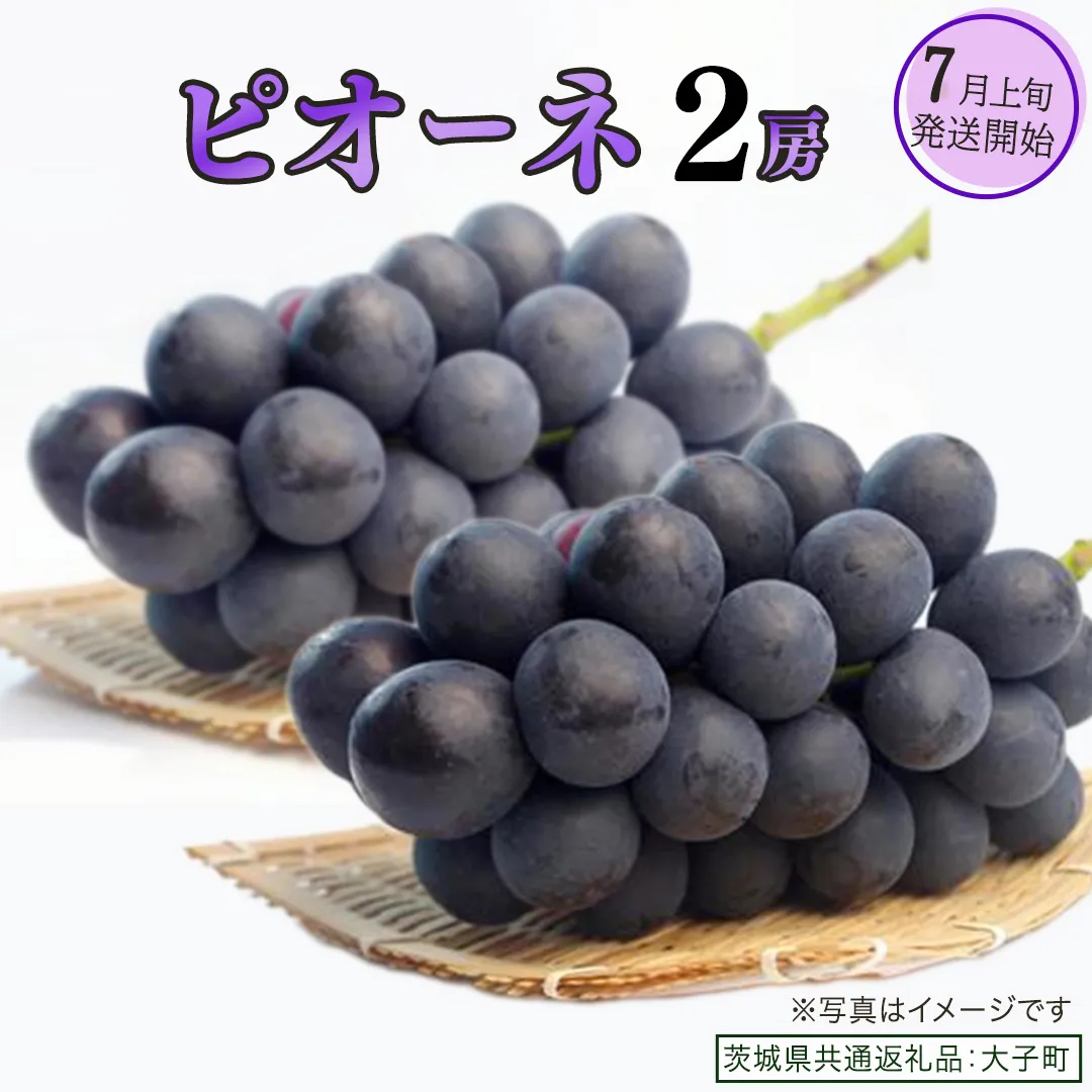 ピオーネ ２房【2026年7月上旬発送開始】(茨城県共通返礼品：大子町) ブドウ ぶどう 葡萄 ピオーネ 果物 フルーツ 果実