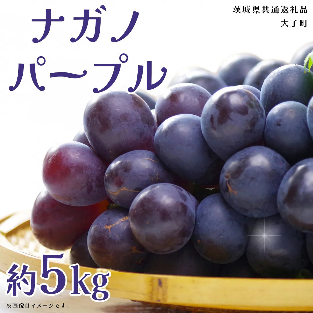ナガノパープル 約5kg (7~9房)【2026年9月上旬発送開始】(茨城県共通返礼品:大子町) ぶどう 葡萄 ブドウ 果物 フルーツ 果実