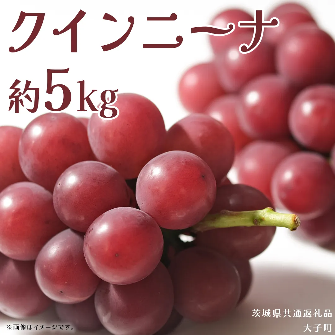 クインニーナ 約5kg (7～9房) 【2026年9月上旬発送開始】(茨城県共通返礼品：大子町) ぶどう 葡萄 ブドウ 果物 フルーツ 果実