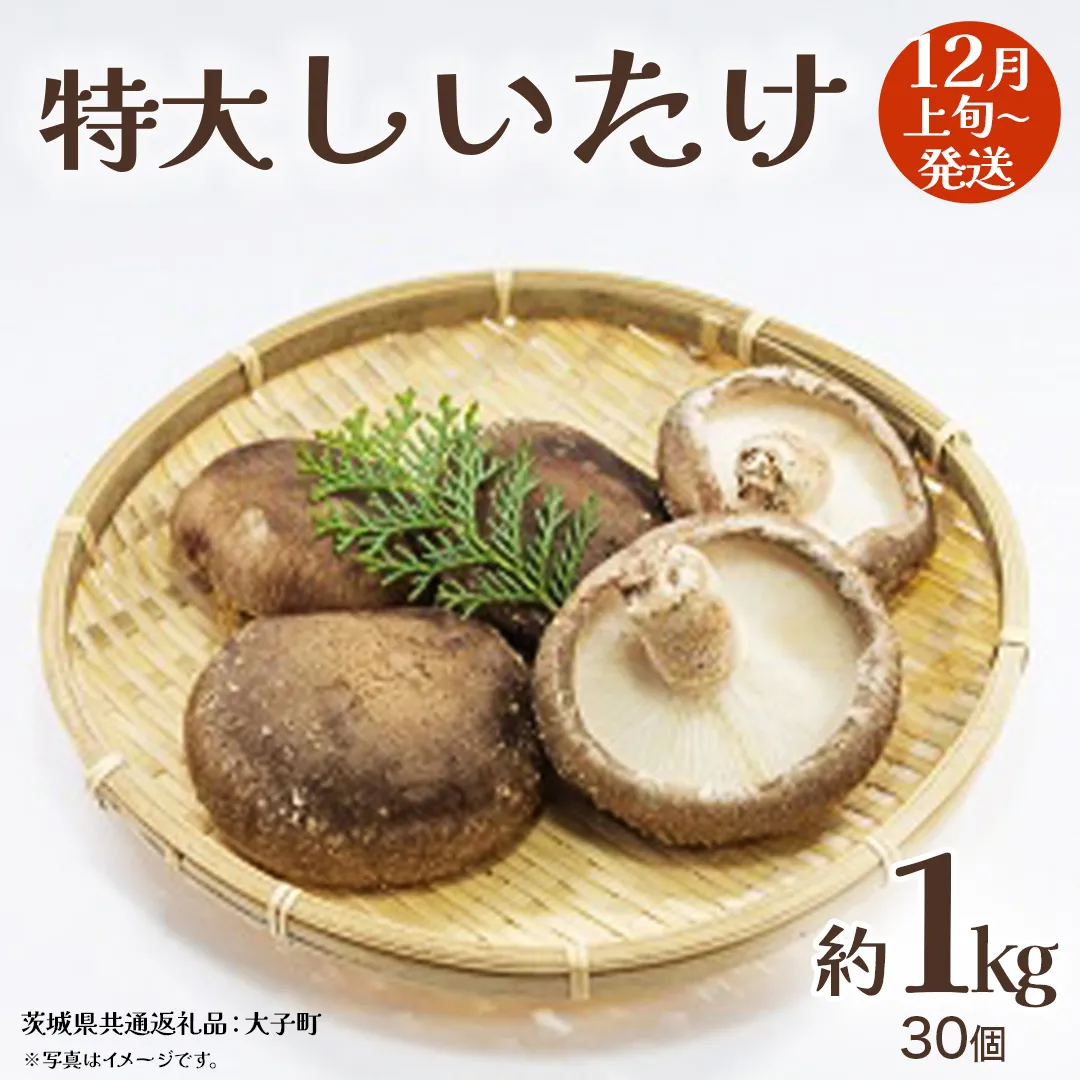 特大 しいたけ 約1kg (30個)【2025年12月上旬発送開始】(茨城県共通返礼品：大子町) 肉厚 椎茸 ステーキ 天ぷら 鍋料理