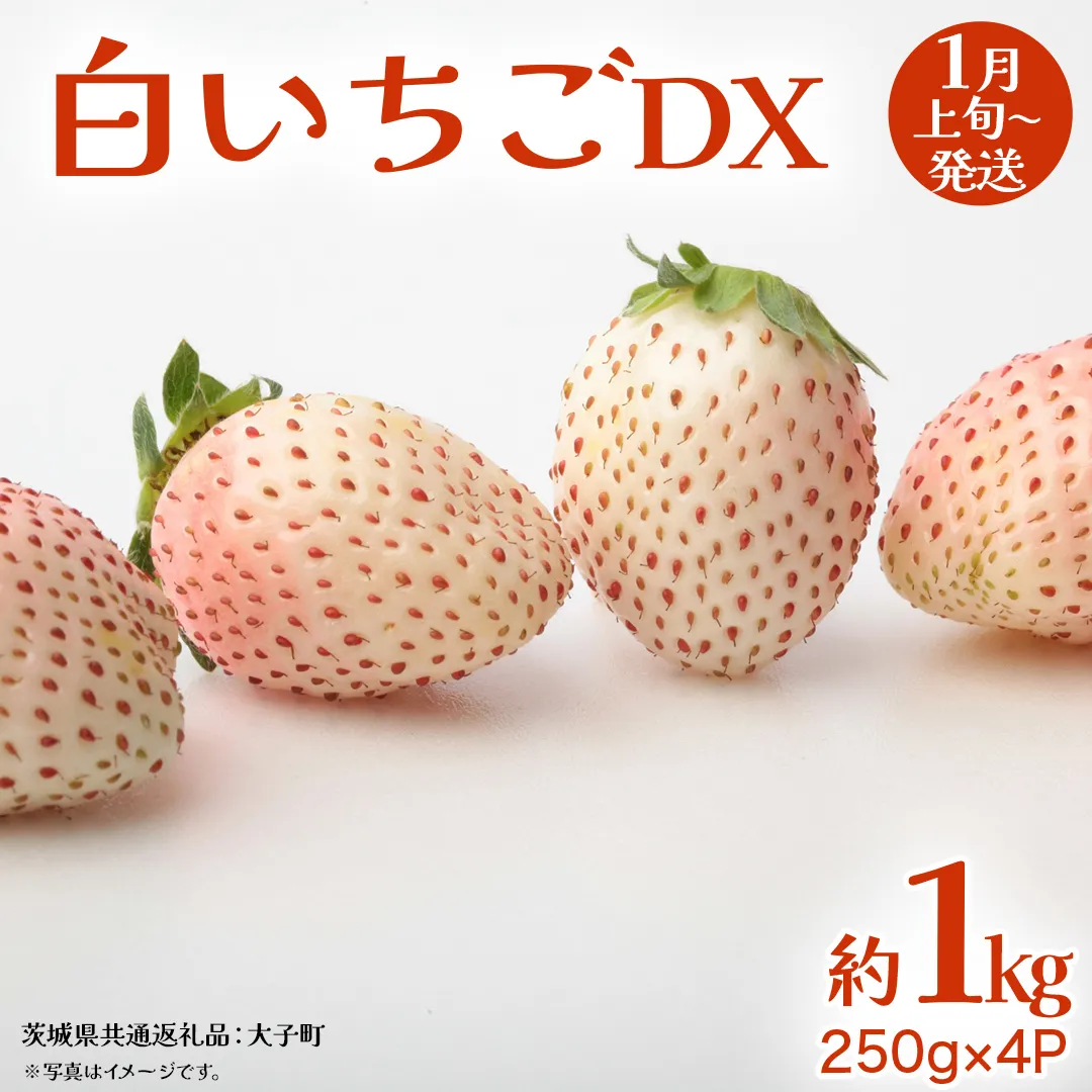 白いちご DX 約1kg (250g×4P)【2026年1月上旬発送開始】(茨城県共通返礼品：大子町) 苺 いちご イチゴ 果物 フルーツ おやつ