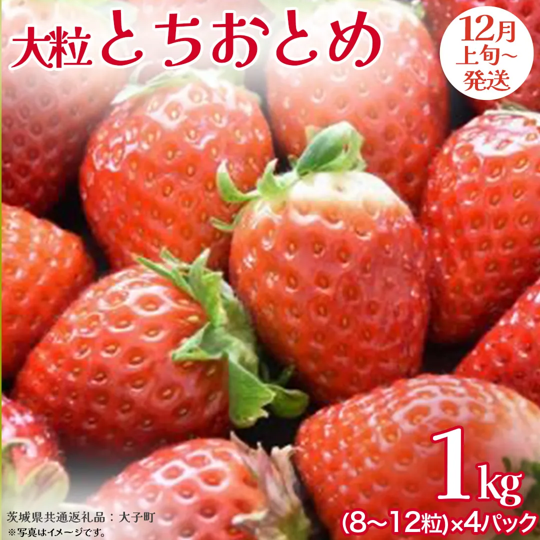 とちおとめ 大粒 250g（8～12粒）×4パック【2025年12月上旬発送開始】(茨城県共通返礼品：大子町) いちご 苺 果物 フルーツ 果実