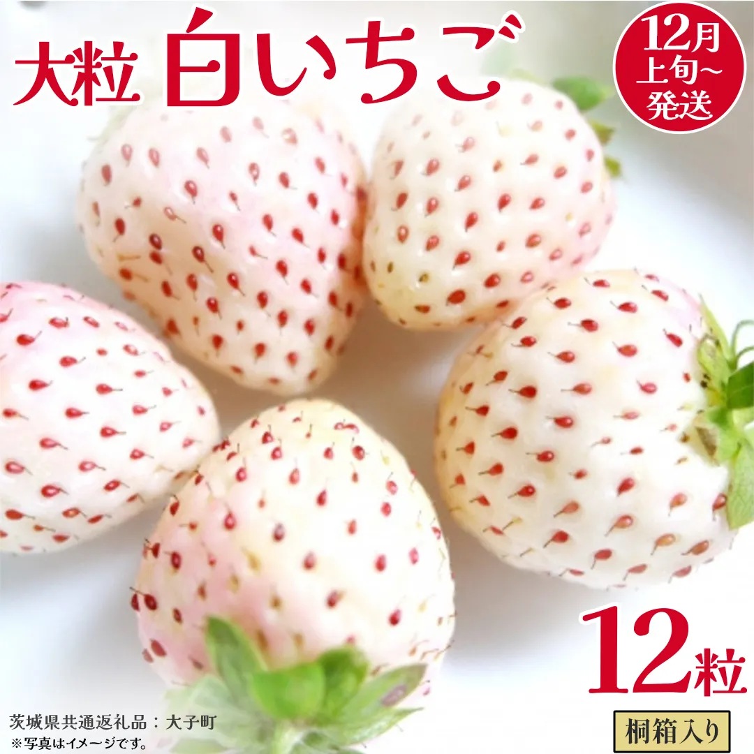 桐箱入り 大粒 白いちご 12粒【2025年12月上旬発送開始】(茨城県共通返礼品：大子町) いちご 苺 果物 フルーツ 果実