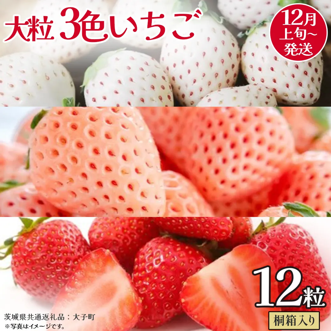 桐箱入り 大粒 3色いちご 12粒【2025年12月上旬発送開始】(茨城県共通返礼品：大子町) いちご 苺 果物 フルーツ 果実