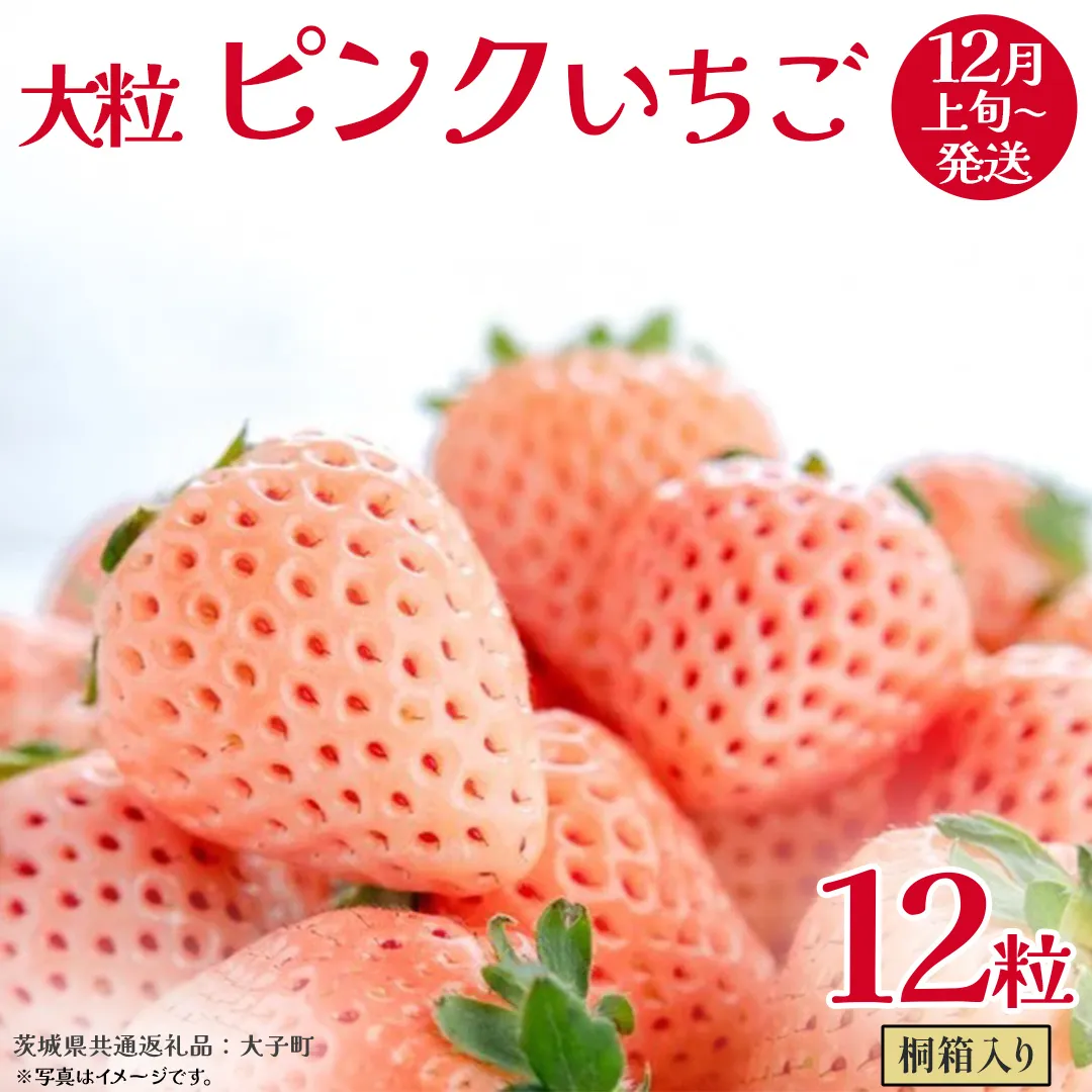 桐箱入り 大粒 ピンクいちご 12粒【2025年12月上旬発送開始】(茨城県共通返礼品：大子町) いちご 苺 果物 フルーツ 果実