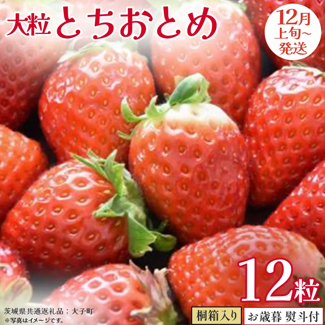 【 お歳暮 熨斗付き 】 桐箱入り 大粒 とちおとめ 12粒【2025年12月上旬発送開始】(茨城県共通返礼品：大子町) いちご 苺 果物 フルーツ 果実 贈答用 ギフト 贈り物