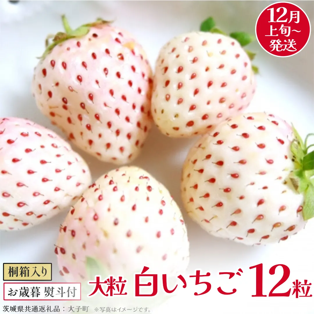【 お歳暮 熨斗付き 】 桐箱入り 大粒 白いちご 12粒【2025年12月上旬発送開始】(茨城県共通返礼品：大子町) いちご 苺 果物 フルーツ 果実 贈答用 ギフト 贈り物