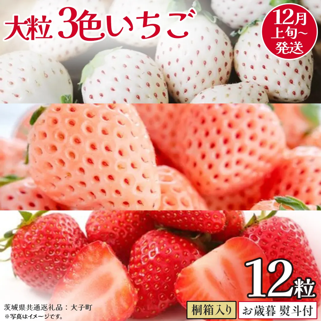 【 お歳暮 熨斗付き 】桐箱入り 大粒 3色いちご 12粒【2025年12月上旬発送開始】(茨城県共通返礼品：大子町) いちご 苺 果物 フルーツ 果実 贈答用 ギフト 贈り物