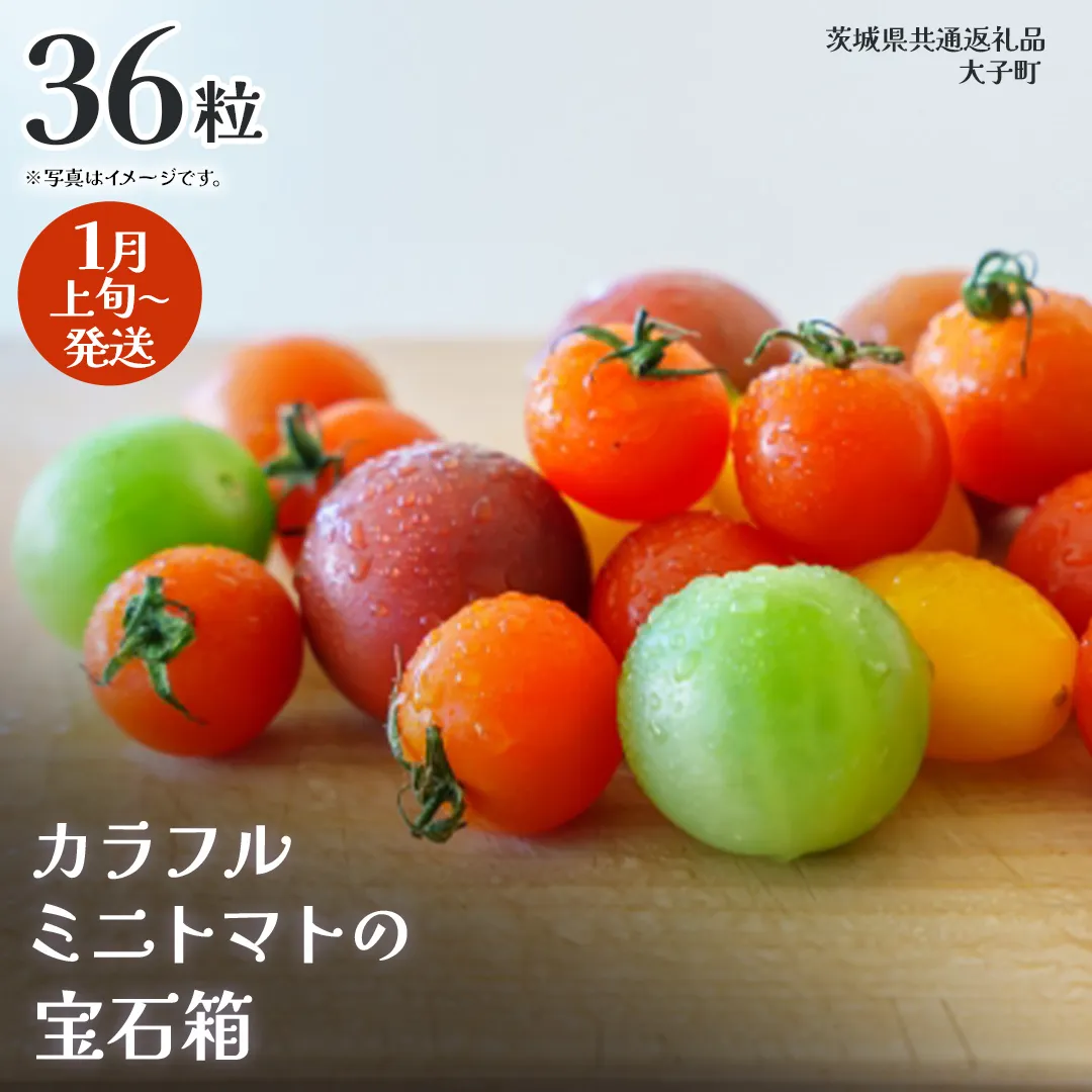 カラフル ミニトマト の宝石箱 36粒【2026年1月上旬発送開始】(茨城県共通返礼品：大子町) 野菜 フルーツ 旬 季節限定 期間限定