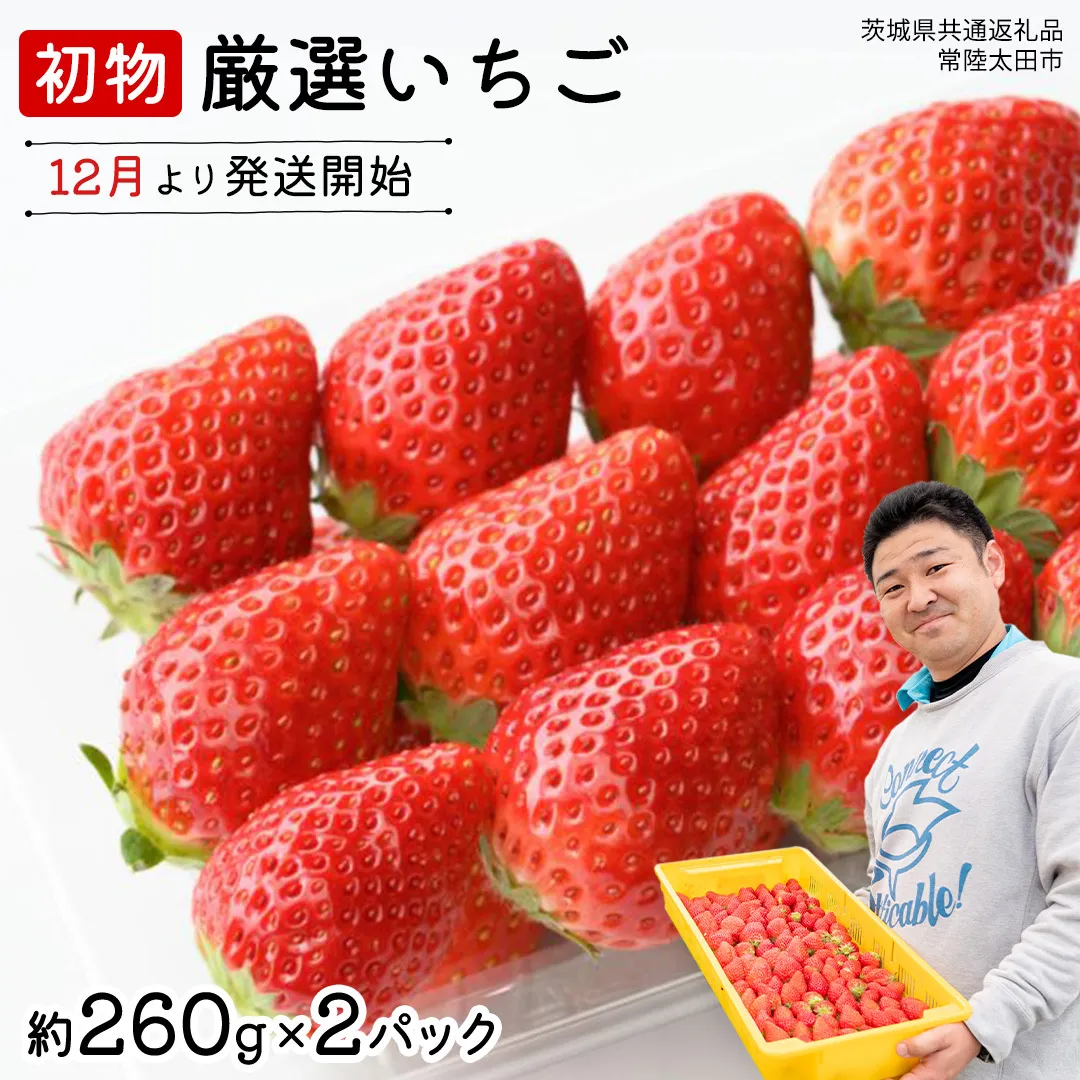 【 先行予約 】 初物 厳選いちご ( 2パック ×1箱 )【12月発送】( 茨城県共通返礼品 : 常陸太田市 ) いちご 数量限定 果物 くだもの フルーツ 苺 イチゴ ストロベリー 旬 厳選 いばらキッス ひたち姫 やよいひめ