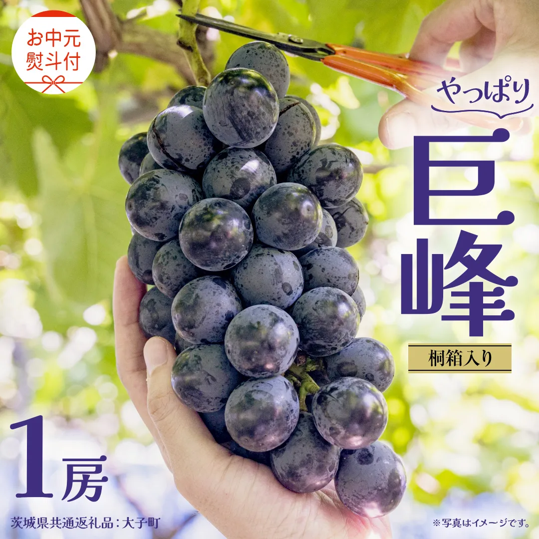 【 お中元 桐箱入り】 巨峰 １房 【2026年8月上旬発送開始】(茨城県共通返礼品：大子町) ぶどう 葡萄 ブドウ フルーツ 果物 スイーツ ギフト 贈答用 贈り物 プレゼント