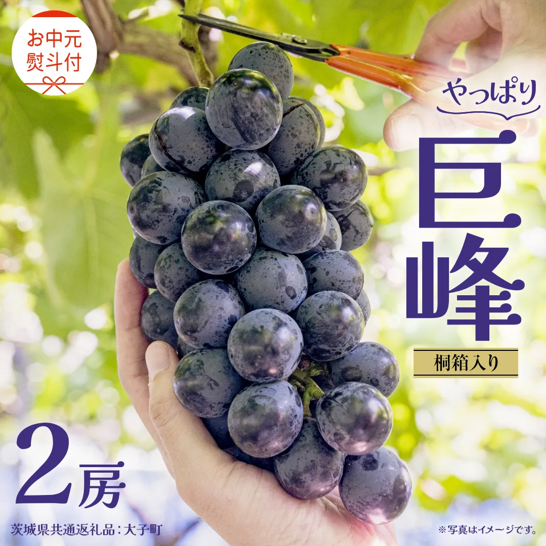 【 お中元 桐箱入り】 巨峰 ２房 【2026年8月上旬発送開始】(茨城県共通返礼品：大子町） ぶどう 葡萄 ブドウ フルーツ 果物 スイーツ ギフト 贈答用 贈り物 プレゼント
