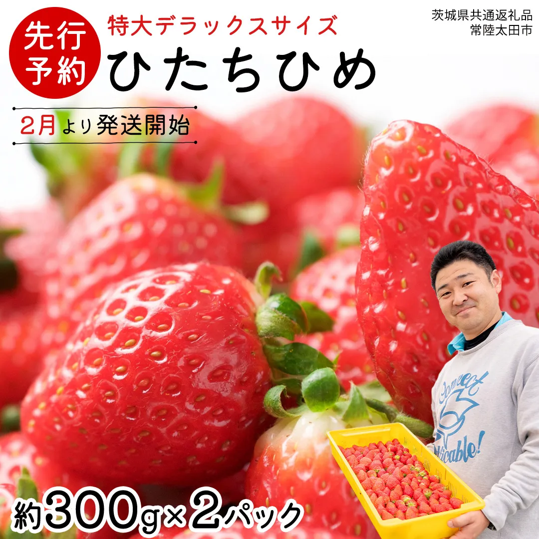 【 先行予約 】 ひたち姫 ( 2パック ) 特大 デラックス サイズ 【 2026年2月から発送開始 】( 茨城県共通返礼品 : 常陸太田市 ) いちご 数量限定 果物 くだもの フルーツ 苺 イチゴ ストロベリー 旬 大きい ひたち 甘い あまい