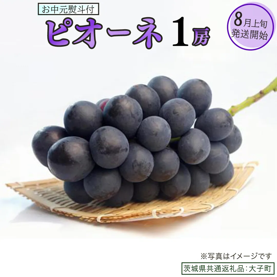 【 お中元 熨斗付き 】 ピオーネ １房 【2026年8月上旬発送開始】(茨城県共通返礼品：大子町)  ブドウ ぶどう 葡萄 ピオーネ 果物 フルーツ 果実
