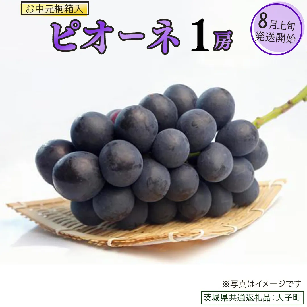 【 お中元 桐箱入り】 ピオーネ １房 【2026年8月上旬発送開始】(茨城県共通返礼品：大子町) ブドウ ぶどう 葡萄 ピオーネ 果物 フルーツ 果実 贈答用 贈り物 ギフト プレゼント