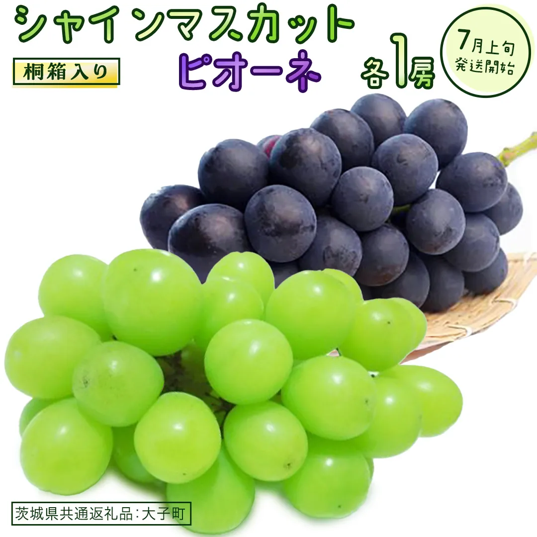 【桐箱入り】 シャインマスカット & ピオーネ (各１房)【2026年7月上旬発送開始】(茨城県共通返礼品：大子町) ぶどう 葡萄 マスカット フルーツ 果物 贈答用 ギフト 贈り物