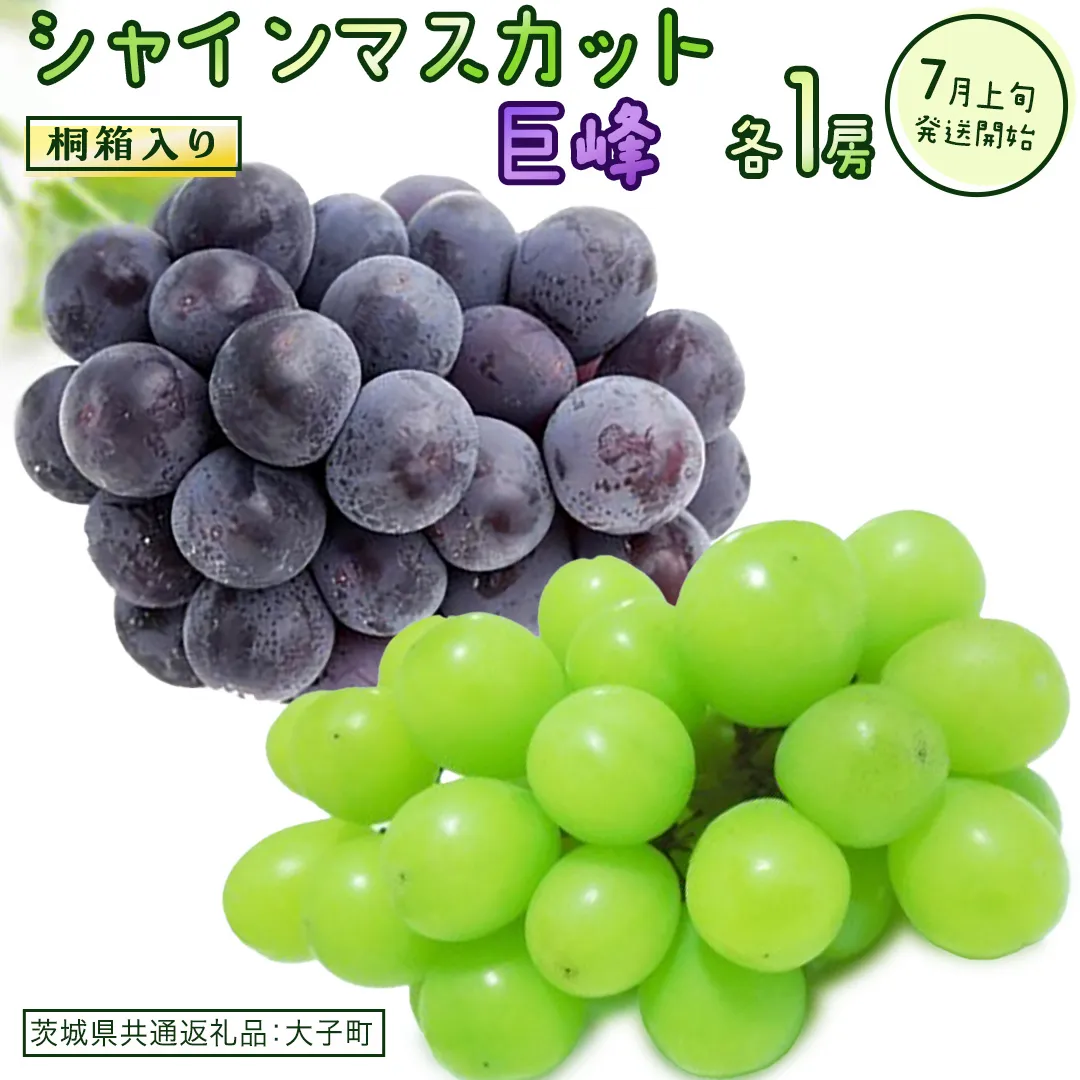 【桐箱入り】 シャインマスカット & 巨峰 (各１房)【2026年7月上旬発送開始】(茨城県共通返礼品：大子町) ぶどう 葡萄 マスカット フルーツ 果物 贈答用 ギフト 贈り物