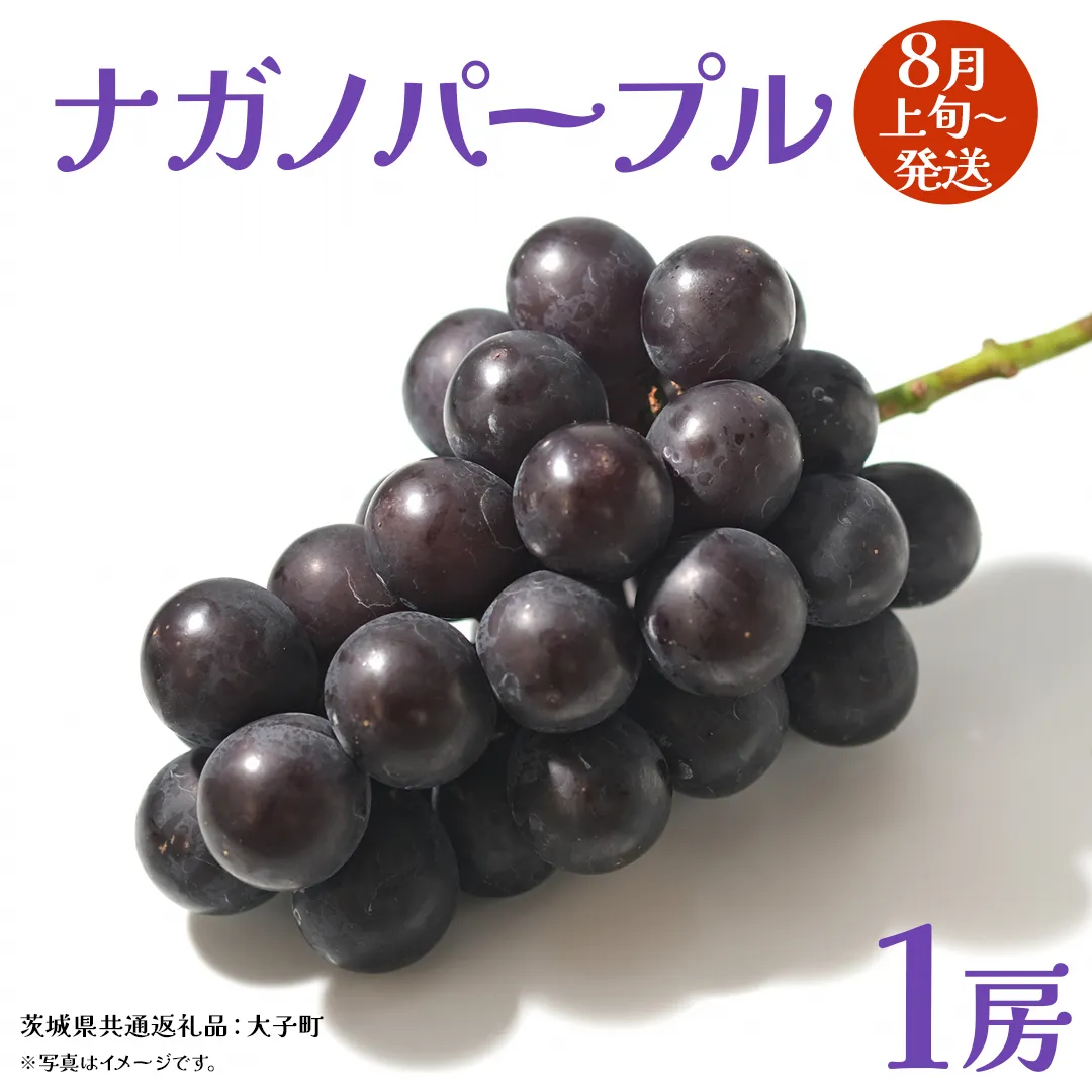 ナガノパープル 1房 [2026年8月上旬発送開始](茨城県共通返礼品:大子町) ぶどう 葡萄 ブドウ 果物 フルーツ 果実