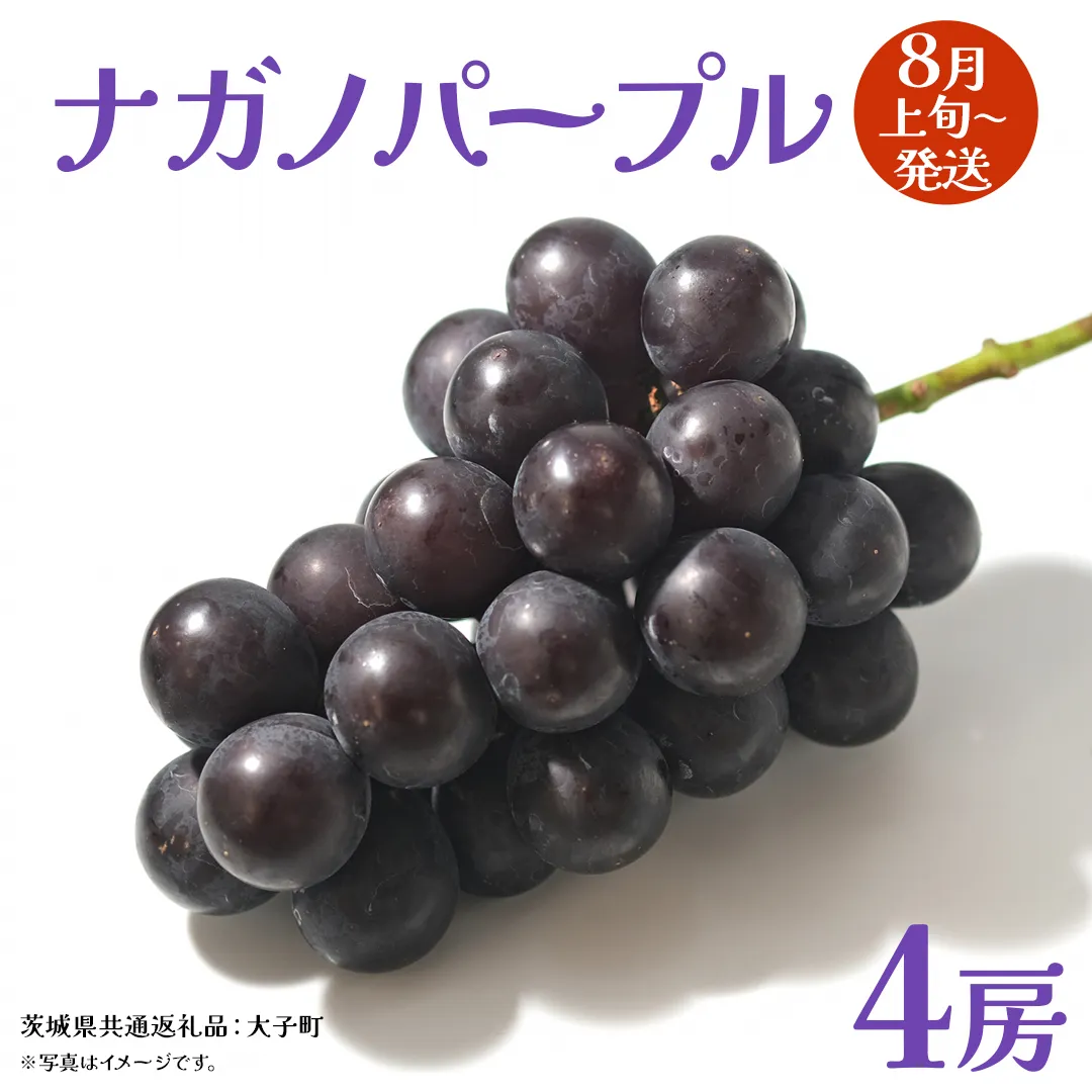 ナガノパープル 4房 【2026年8月上旬発送開始】(茨城県共通返礼品：大子町) ぶどう 葡萄 ブドウ 果物 フルーツ 果実