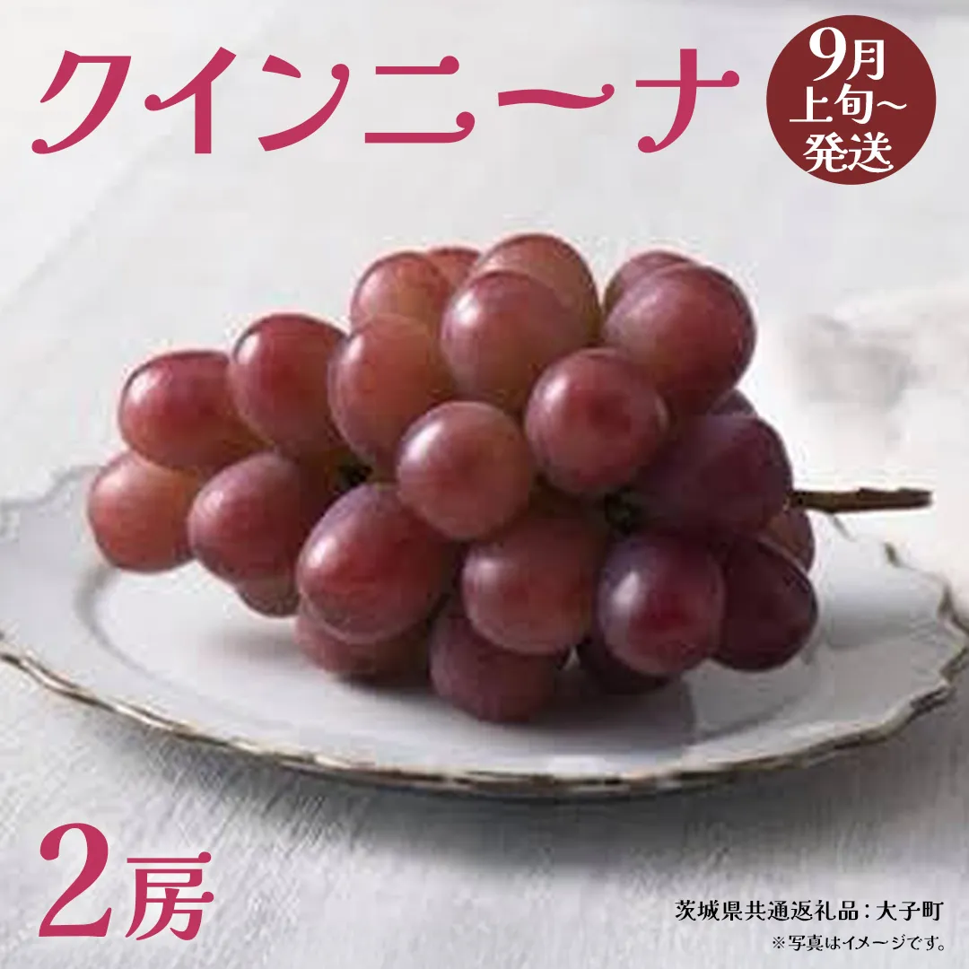 クインニーナ２房 【2026年9月上旬発送開始】(茨城県共通返礼品：大子町) ぶどう 葡萄 ブドウ 果物 フルーツ 果実