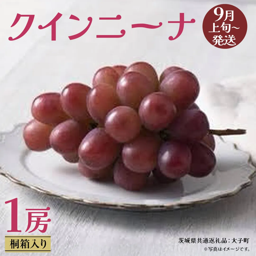 【 桐箱入り 】 クインニーナ１房 【2026年9月上旬発送開始】(茨城県共通返礼品：大子町) ぶどう 葡萄 マスカット フルーツ 果物 贈答用 ギフト 贈り物