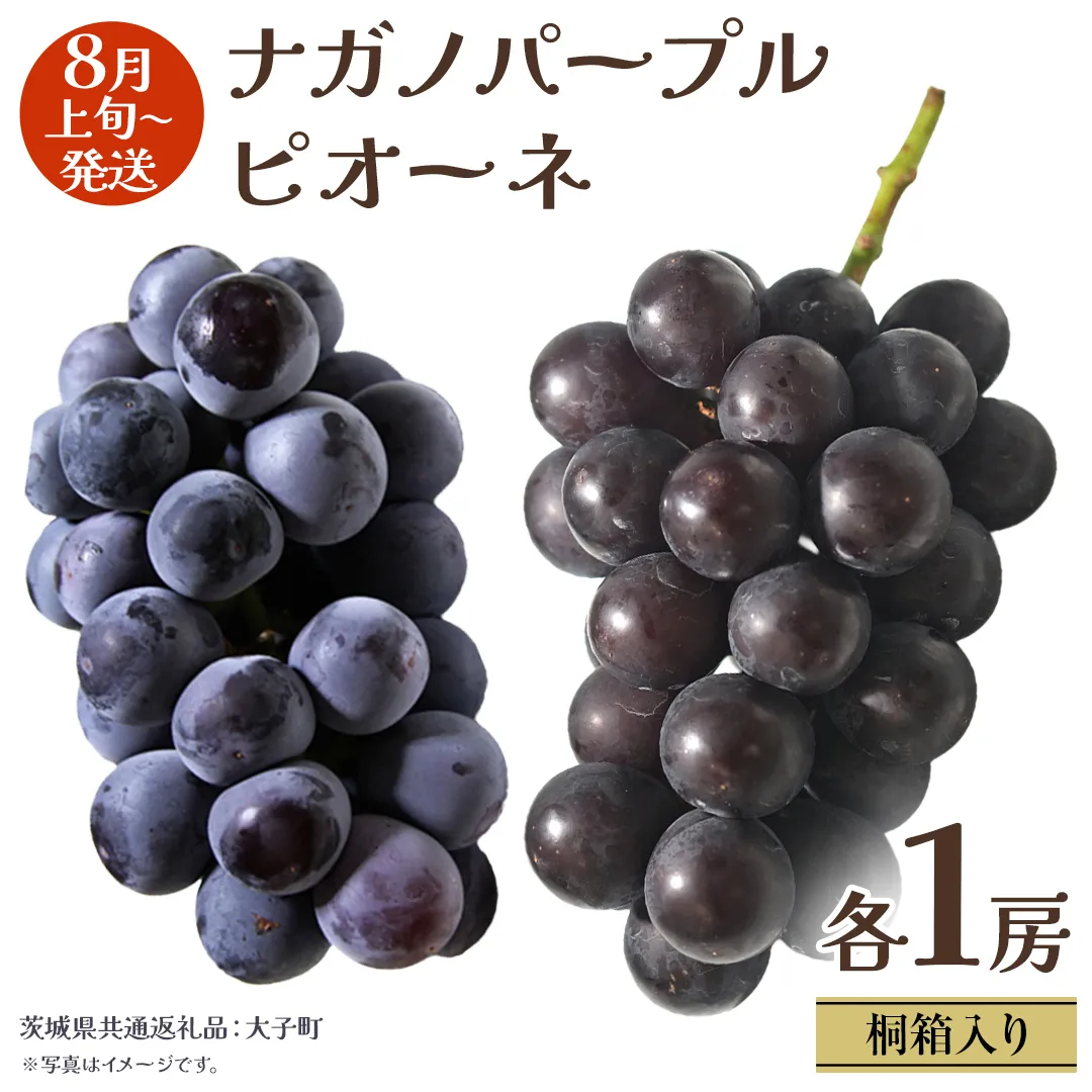 【 桐箱入り 】 ナガノパープル と ピオーネ (各１房)【2026年8月上旬発送開始】(茨城県共通返礼品：大子町) ぶどう 葡萄 マスカット フルーツ 果物 贈答用 ギフト 贈り物
