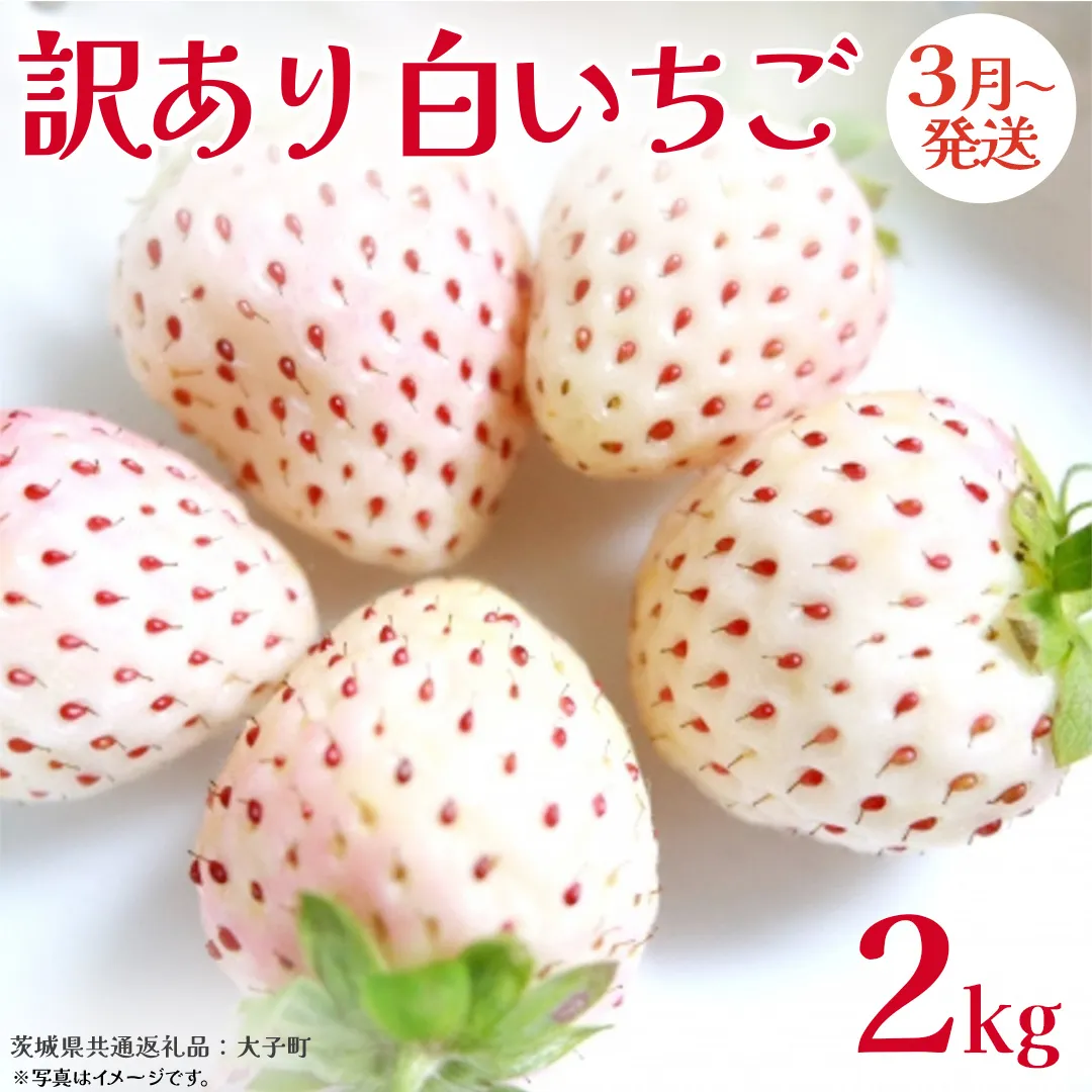 訳あり 白いちご 2kg【2026年3月発送開始】(茨城県共通返礼品：大子町) 苺 果物 フルーツ 果実 ご家庭用