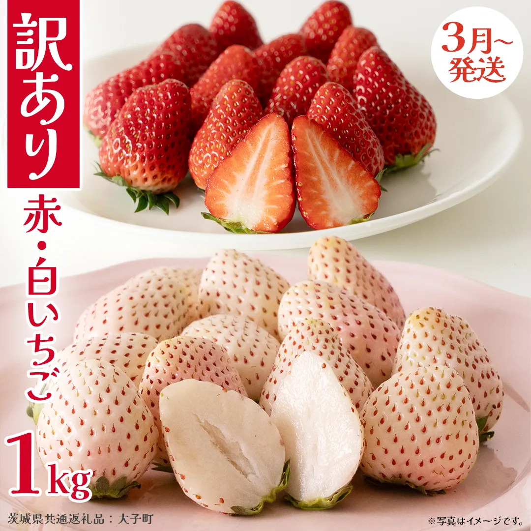 訳あり 紅白いちご 1kg【2026年3月発送開始】(茨城県共通返礼品：大子町) 苺 果物 フルーツ 果実 ご家庭用