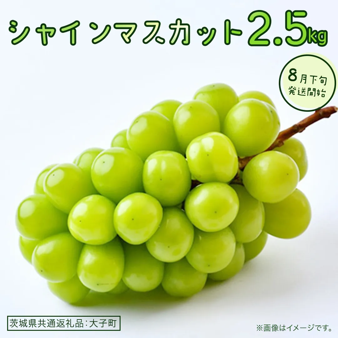 シャインマスカット 2.5kg 【2026年8月下旬発送開始】(茨城県共通返礼品：大子町) ぶどう 葡萄 ブドウ マスカット フルーツ 果物 贈答用 ギフト 贈り物