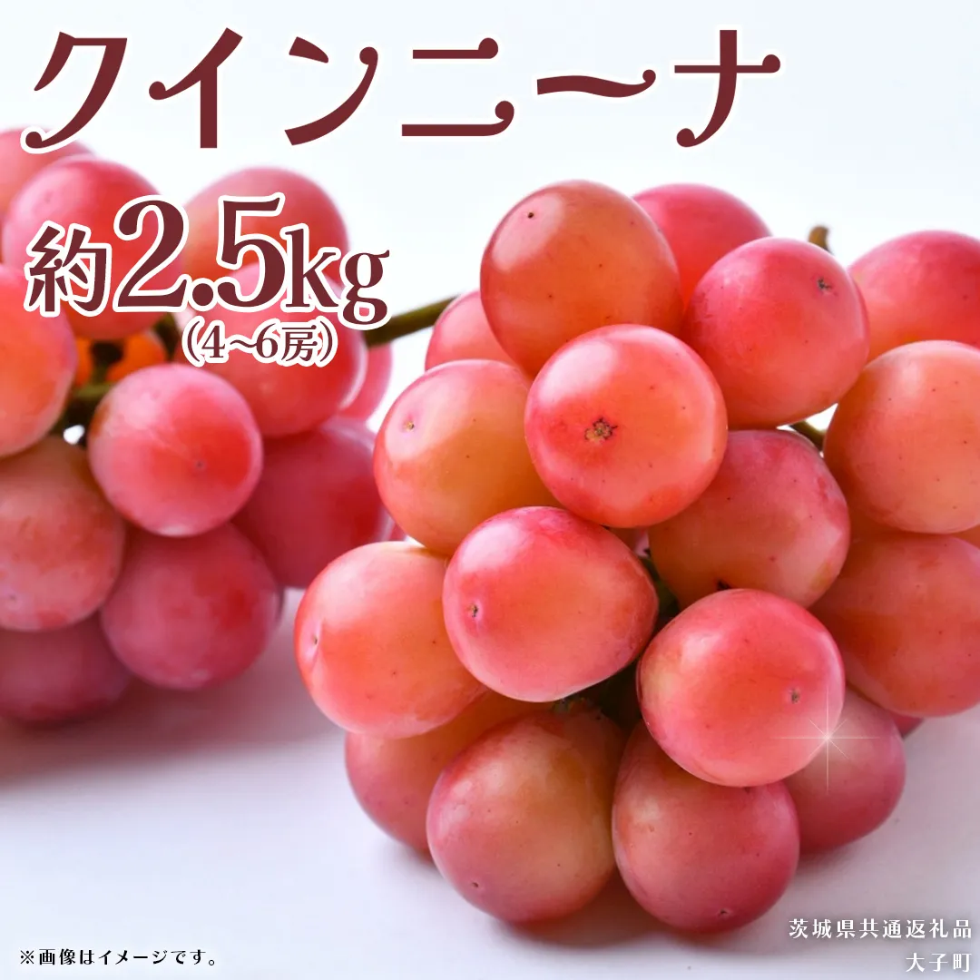 クインニーナ 約2.5kg (4～6房) 【2026年8月下旬発送開始】(茨城県共通返礼品：大子町) ぶどう 葡萄 ブドウ 果物 フルーツ 果実