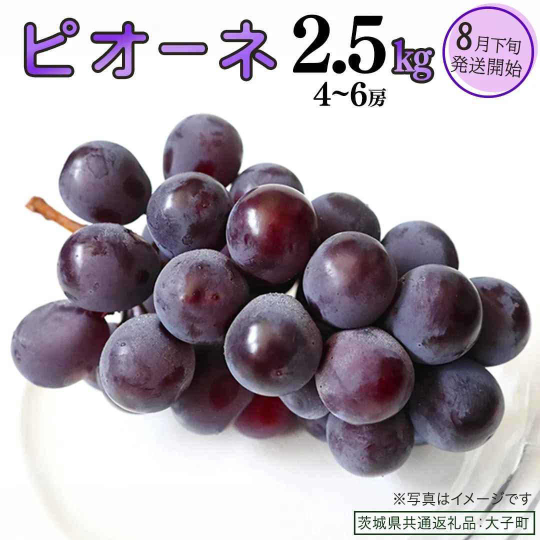 ピオーネ 2.5kg (4～6房)【2026年8月下旬発送開始】(茨城県共通返礼品：大子町) ブドウ ぶどう 葡萄 ピオーネ 果物 フルーツ 果実