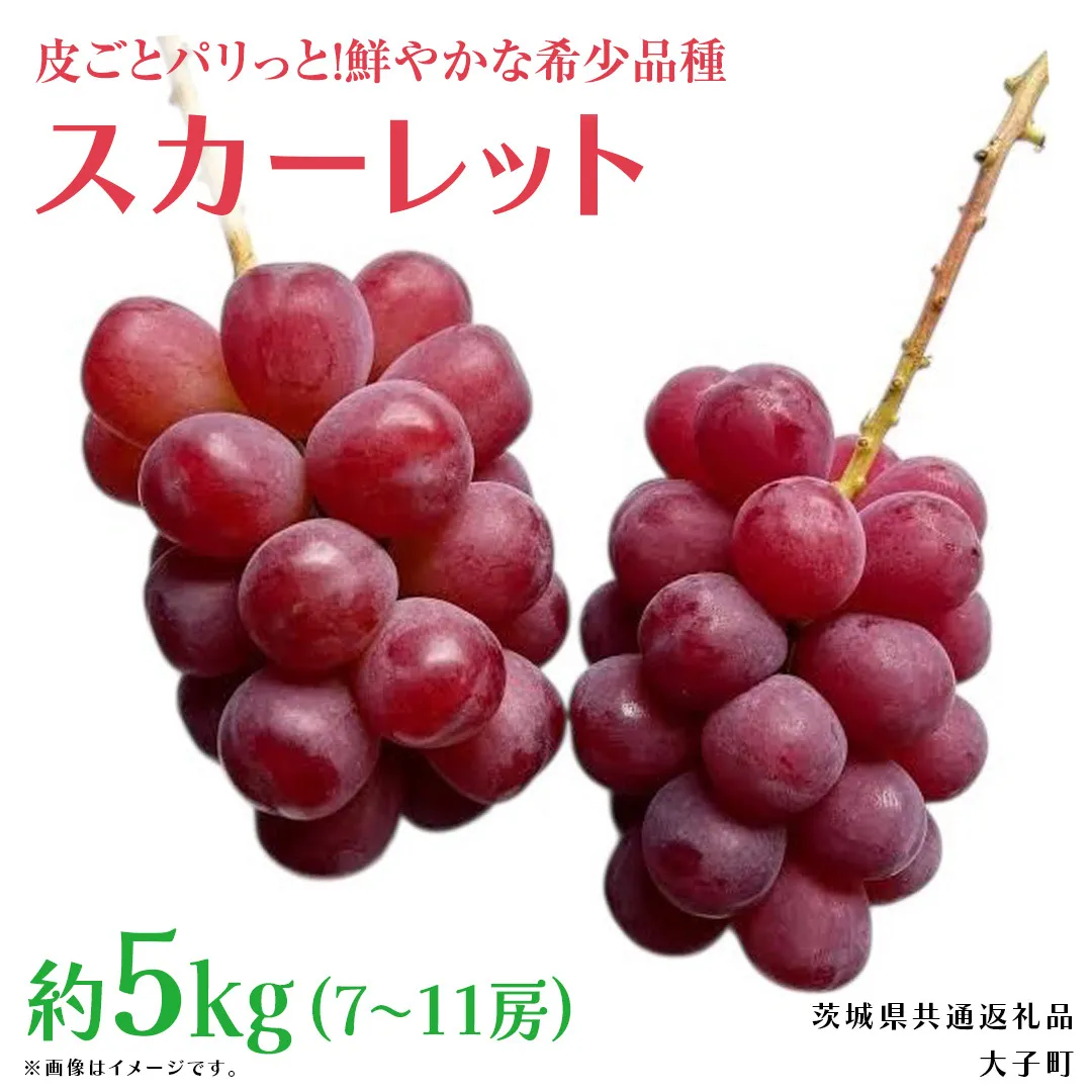 スカーレット 5kg 【2026年7月上旬発送開始】(茨城県共通返礼品：大子町) スカーレット ぶどう ブドウ 葡萄 皮ごと 希少種 フルーツ 赤い シャインマスカット 血統 贈答用 旬果