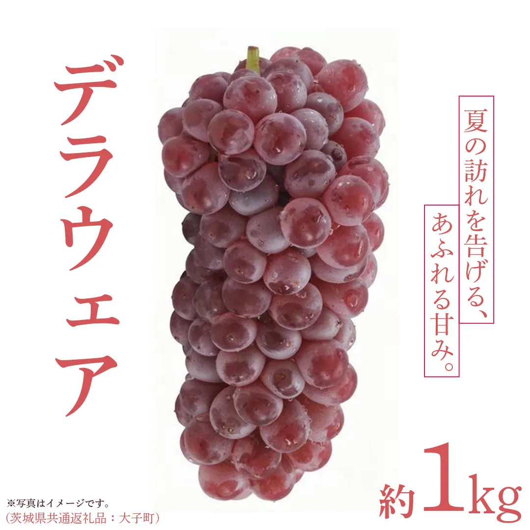デラウェア 1kg 【 2026年6月発送開始 】 (茨城県共通返礼品：大子町) デラウェア ぶどう ブドウ 葡萄 完熟 種無し フルーツ 旬果