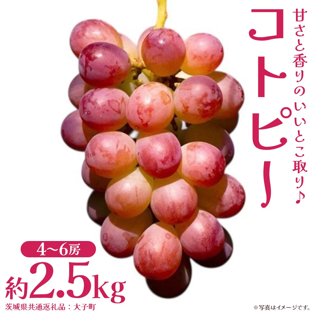 コトピー 2.5kg [2026年8月下旬発送開始 ] (茨城県共通返礼品:大子町) コトピー ぶどう ブドウ 葡萄 皮ごと 赤い シャインマスカット 新品種 フルーツ 旬果