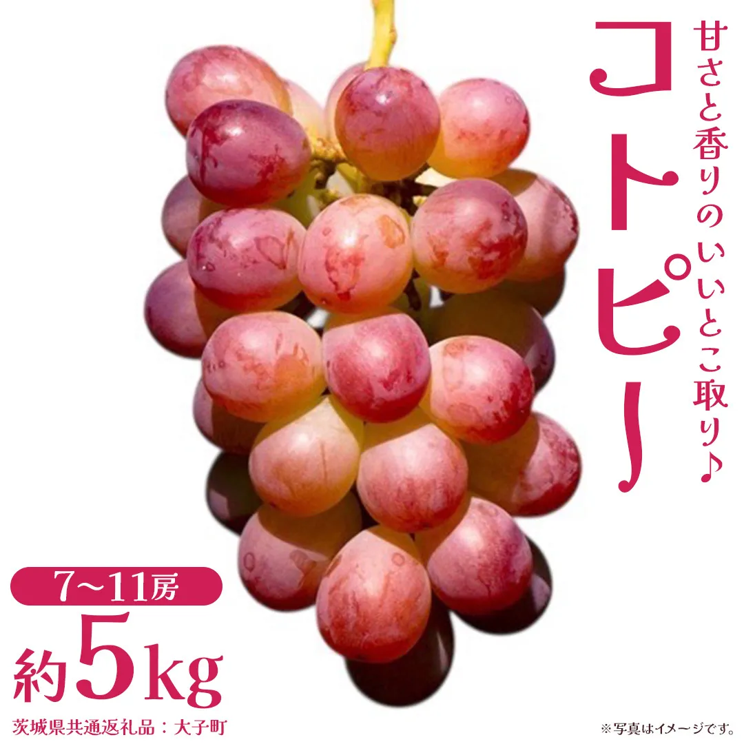 コトピー 5kg 【2026年8月下旬発送開始 】 (茨城県共通返礼品：大子町) コトピー ぶどう ブドウ 葡萄 皮ごと 赤い シャインマスカット 新品種 フルーツ 旬果