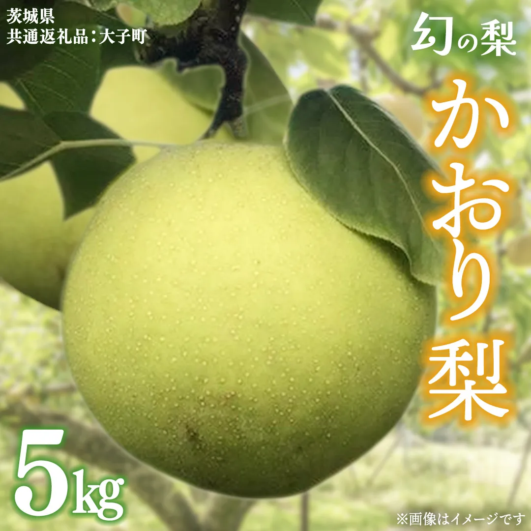かおり 梨 5kg 【2026年8月中旬発送開始】(茨城県共通返礼品：大子町) 梨 なし 果物 くだもの フルーツ かおり 芳醇 希少品 青梨