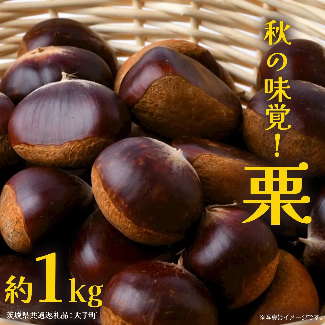 栗 1kg 【2026年9月上旬発送開始】(茨城県共通返礼品：大子町) くり マロン 果物 スイーツ モンブラン 栗きんとん 生栗 焼き栗 甘栗