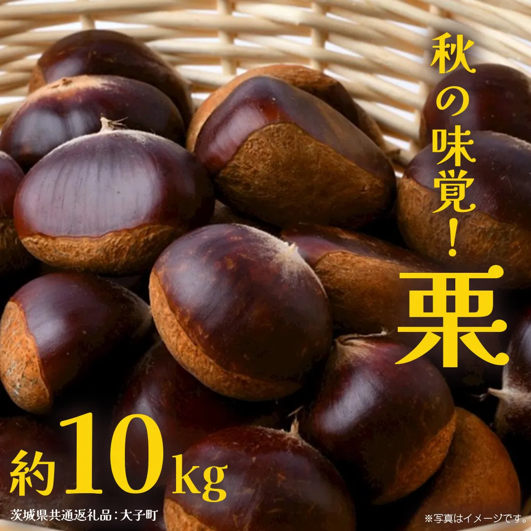 栗 10kg 【2026年9月上旬発送開始】(茨城県共通返礼品：大子町) くり マロン 果物 スイーツ モンブラン 栗きんとん 生栗 焼き栗 甘栗