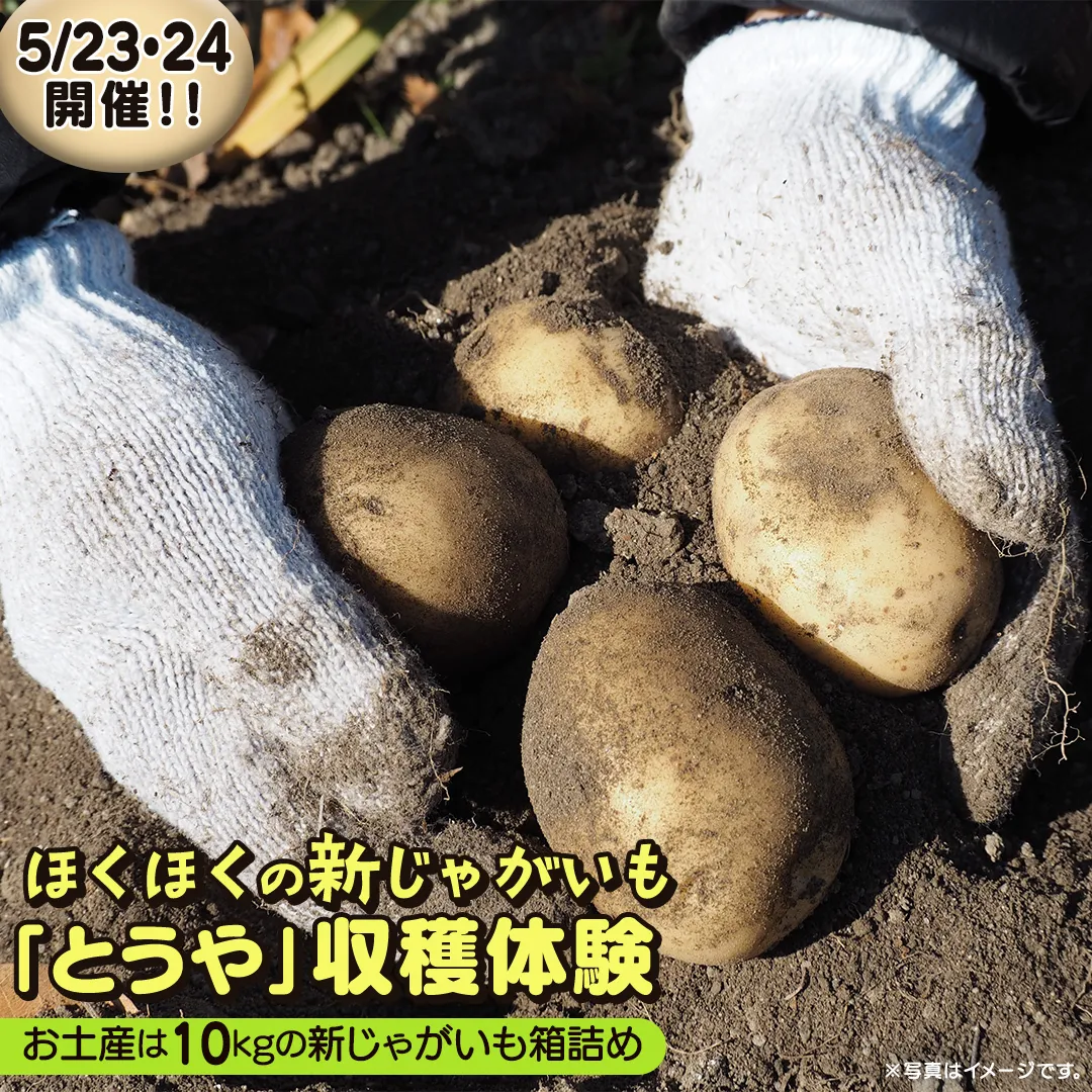 じゃがいも 「 とうや 」 収穫体験 (5/23（土）、5/24（日）開催) ジャガイモ 芋 収穫体験チケット 収穫 収穫体験 体験 チケット 観光 旅行 自然 農業体験 お土産 持ち帰り