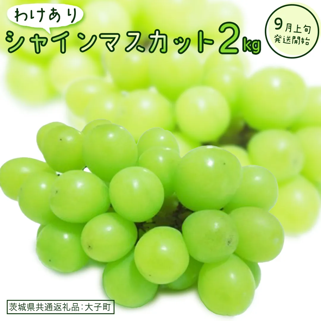 【 訳あり 】 シャインマスカット 2kg 【2026年9月上旬発送開始】(茨城県共通返礼品：大子町) ぶどう 葡萄 マスカット フルーツ 果物 ワケあり ご自宅用 ご家庭用 自分用