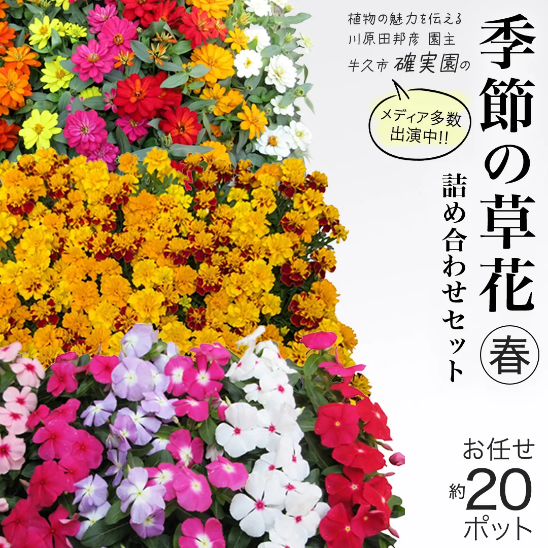 メディア出演多数のプロが厳選！季節の草花 【 春 】 詰め合わせセット（約20ポット） 花 花苗 ガーデニング 寄せ植え 花壇 プランター 確実園 確実園園芸場 川原田邦彦 ペチュニア マリーゴールド ガザニア 白妙菊 シロタエギク キンギョソウ ヒメキンギョソウ アルメリア アソート おまかせ [BG043us]