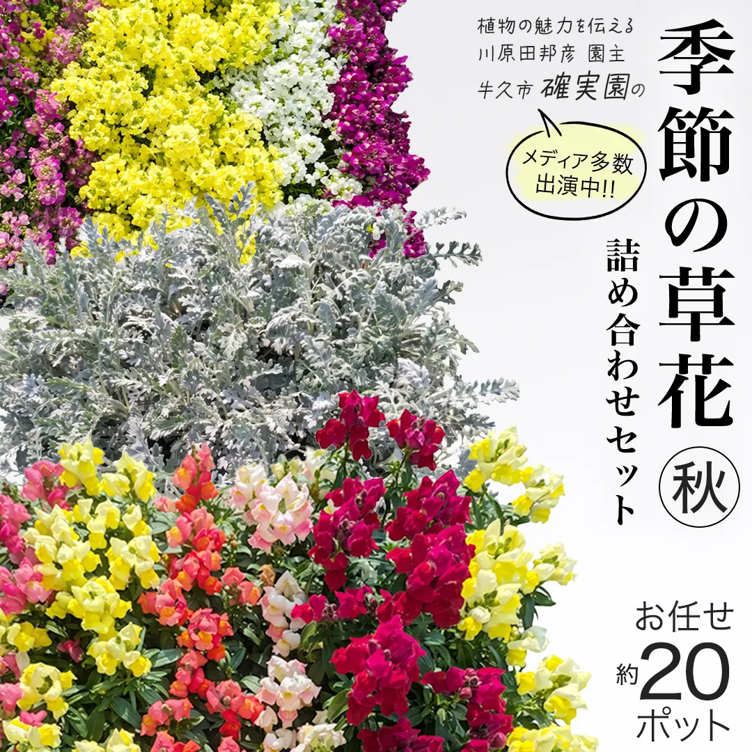 メディア出演多数のプロが厳選！季節の草花 【 秋 】 詰め合わせセット（約20ポット） 花 花苗 ガーデニング 寄せ植え 花壇 プランター 確実園 確実園園芸場 川原田邦彦 パンジー ビオラ 白妙菊 シロタエギク キンギョソウ ヒメキンギョソウ アソート おまかせ [BG044us]