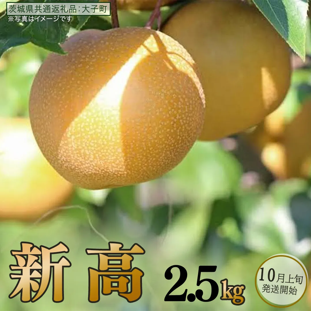 梨 新高 2.5kg 【 2026年10月上旬発送開始 】 ( 茨城県共通返礼品：大子町 ) 梨 なし 果物 くだもの フルーツ にいたか ナシ 農家直送 産地直送 [FC198us]