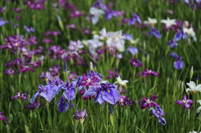 約２００品種２万本の花が咲く「牛久市観光アヤメ園」