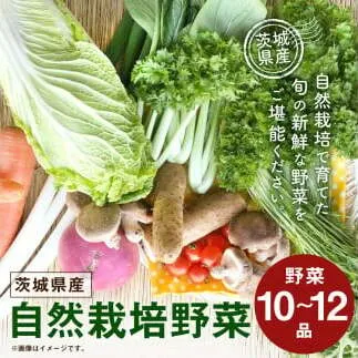【共通返礼品】自然栽培野菜10～12品目(KBE-1)
