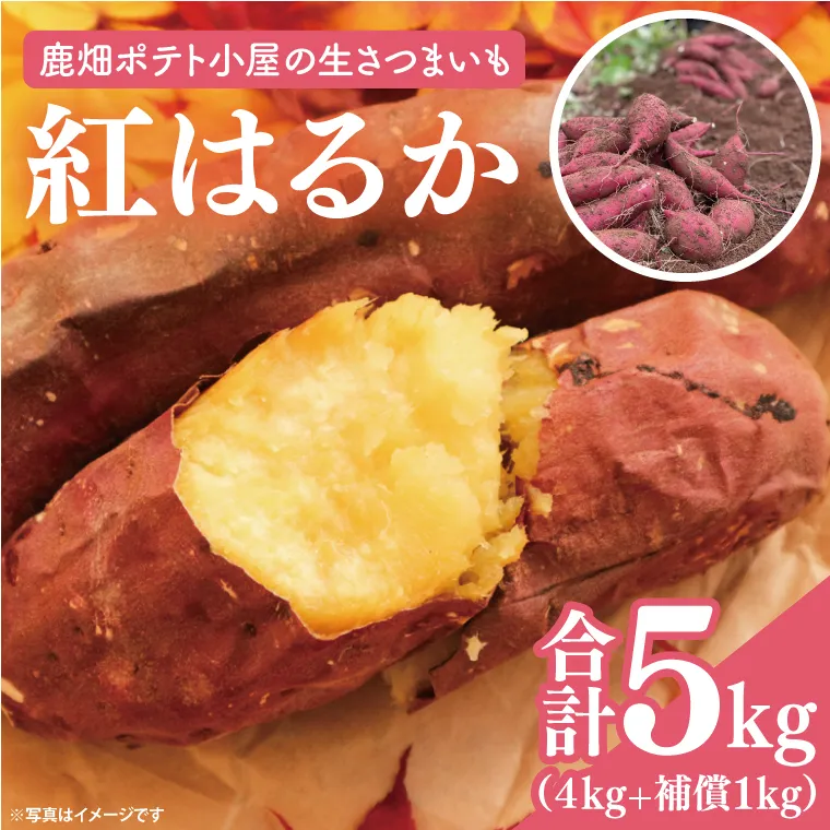【先行予約】鹿畑ポテト小屋の生さつまいも 紅はるか 計 約5kg（４kg+約25％補償分） 【鹿嶋市 減農薬 熟成 貯蔵 サツマイモ 生芋 べにはるか 送料無料 5キロ 10000円以内 1万円以内】 (KBR-10)
